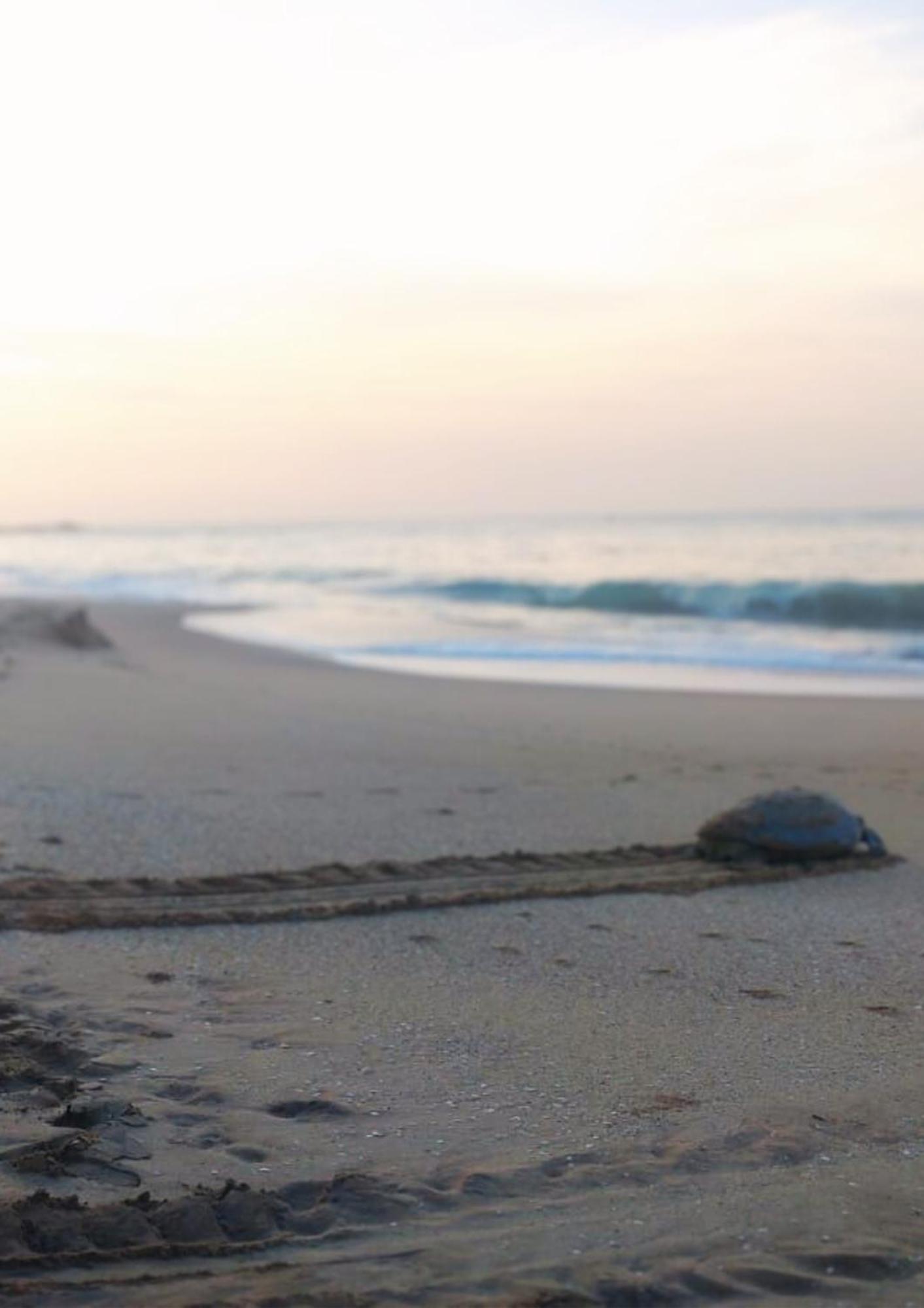 Amour At Turtle Beach Tangalle Exterior foto
